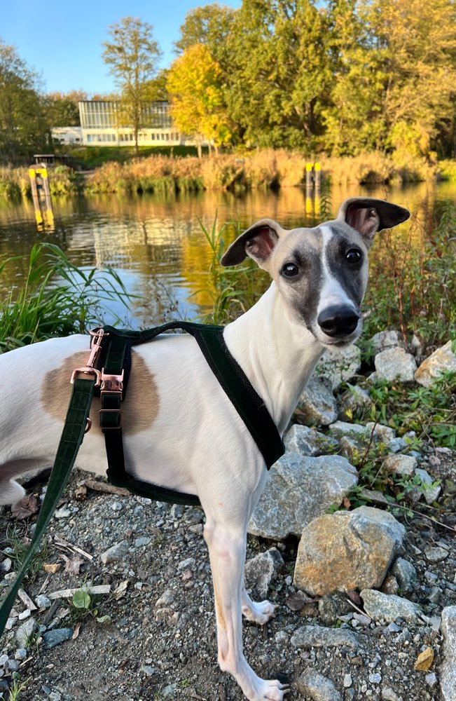 Hundetreffen-Trainings- und Spazierpartner gesucht.-Profilbild