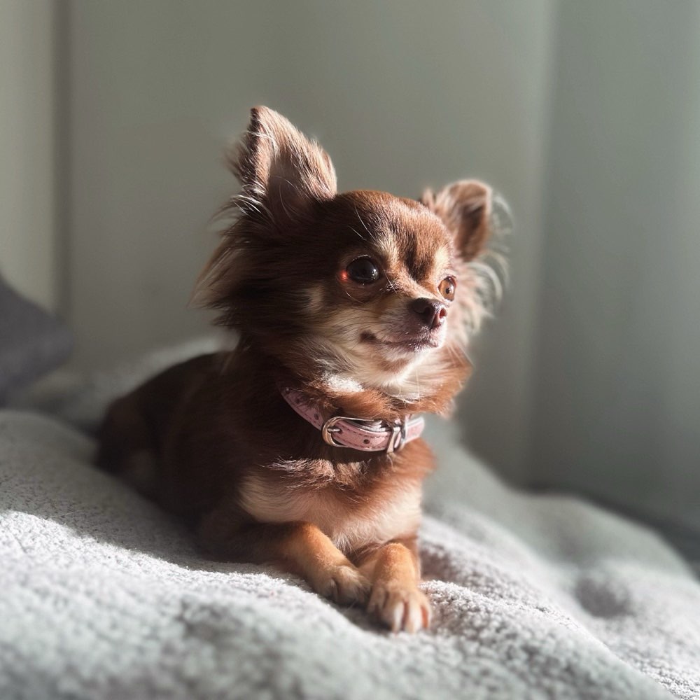 Hundetreffen-Chihuahua Gassirunde-Profilbild