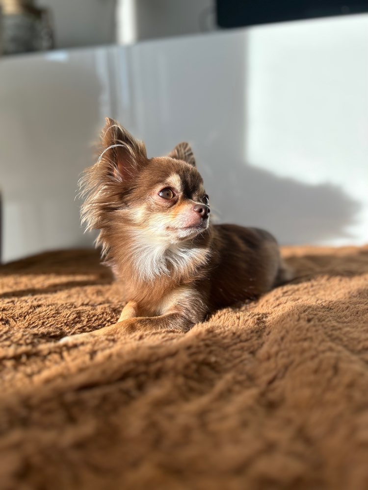 Hundetreffen-Spieltreffen-Profilbild