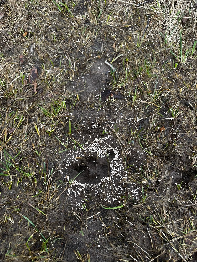 Giftköder-Weiße Kügelchen gefunden-Profilbild