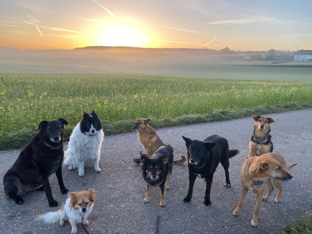 Hundetreffen-Gemeinsames Gassi-Profilbild