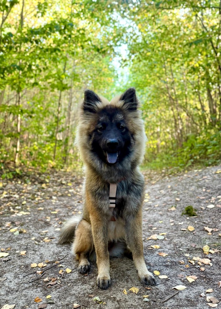 Hundetreffen-Junghunde zum Spielen gesucht-Profilbild