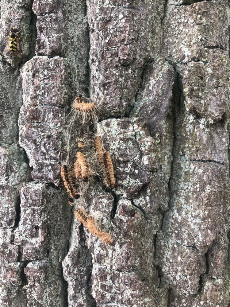 Giftköder-Eichenprozessionsspinner-Profilbild