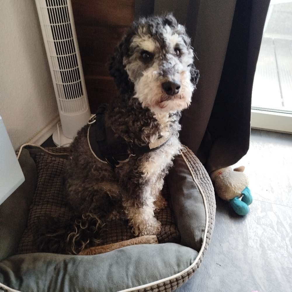 Hundetreffen-Spazieren und toben-Profilbild