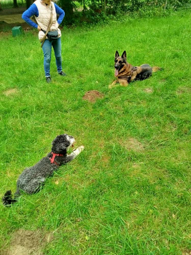 Hundetreffen-Spazieren und toben-Profilbild
