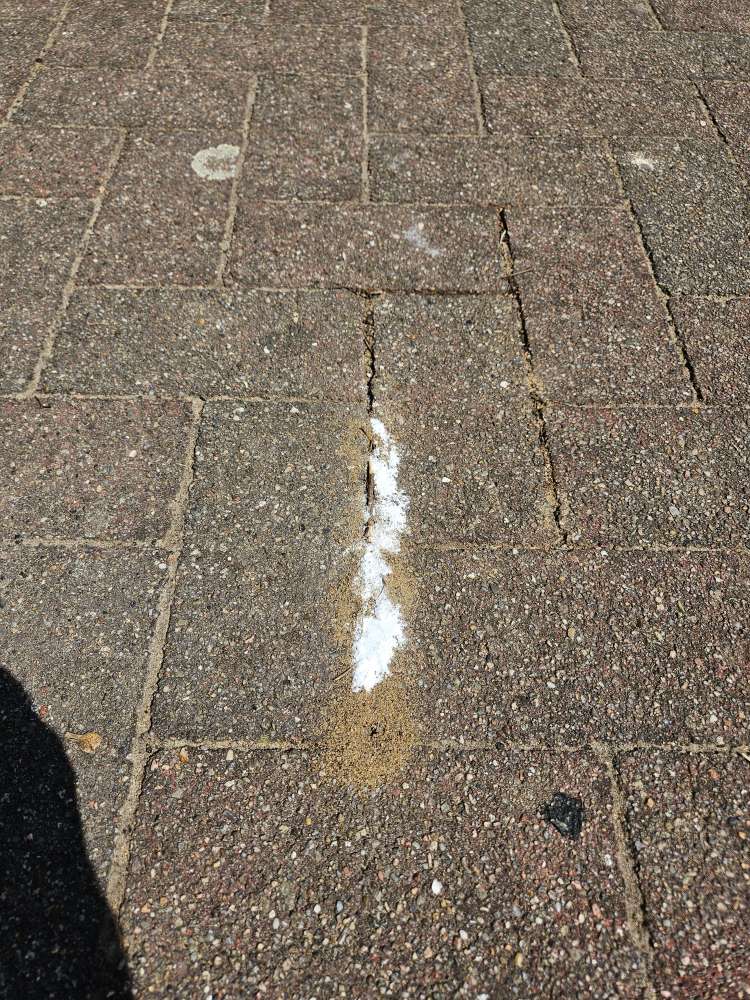 Giftköder-Ameisengift !-Profilbild
