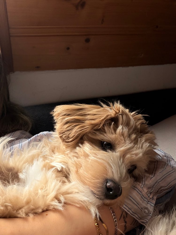 Hundetreffen-Treffen zum sozialisieren 🫶🏻-Profilbild