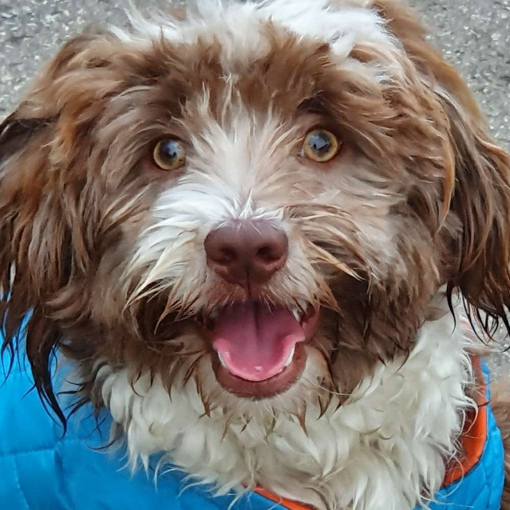 Hundetreffen-Mailo sucht Spiel,- und Spaziergefährte im Duisburger Süden-Profilbild