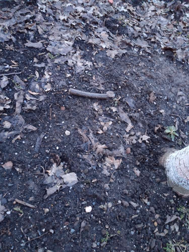 Giftköder-Herumliegendes Trockenfutter-Profilbild