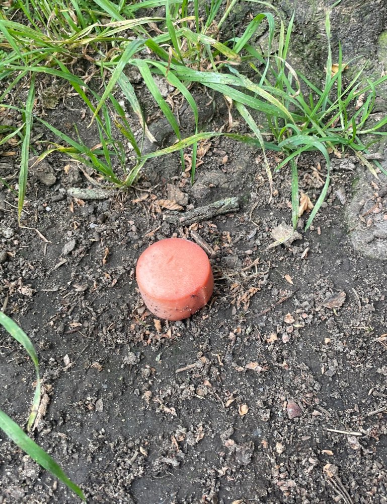 Giftköder-Schimmelige Lebensmittel-Profilbild