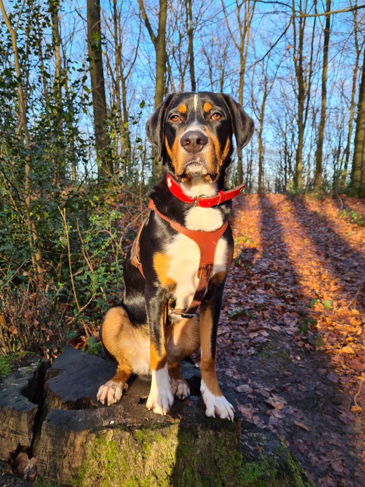 Hundetreffen-Hundetreffen-Profilbild