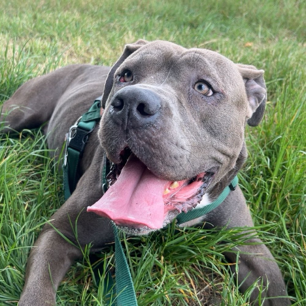 Hundetreffen-Hundefreund/in gesucht-Profilbild