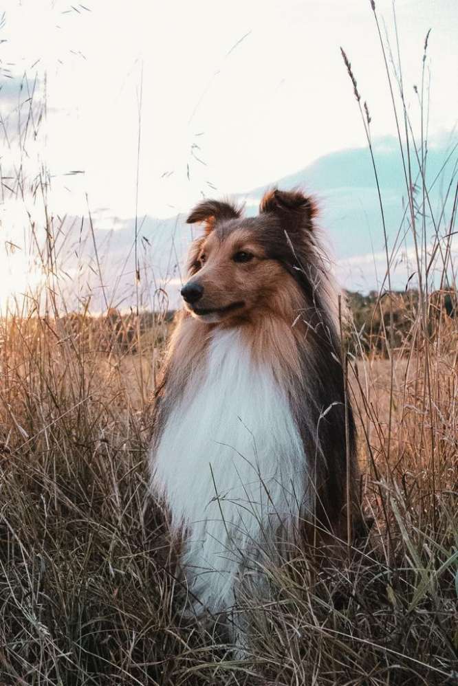 Hundetreffen-Gassi-und Spielkameraden gesucht-Profilbild