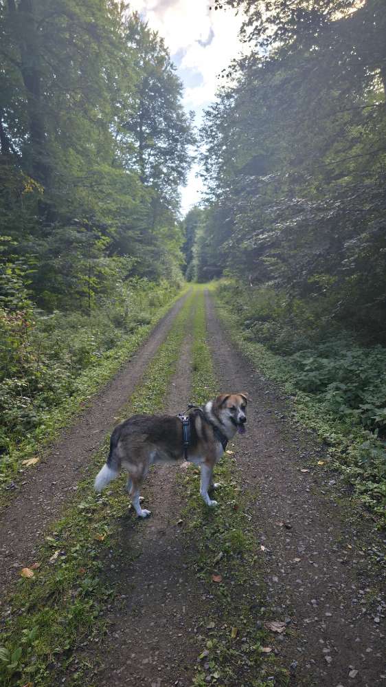 Hundetreffen-Entspannte Spaziergänge-Profilbild