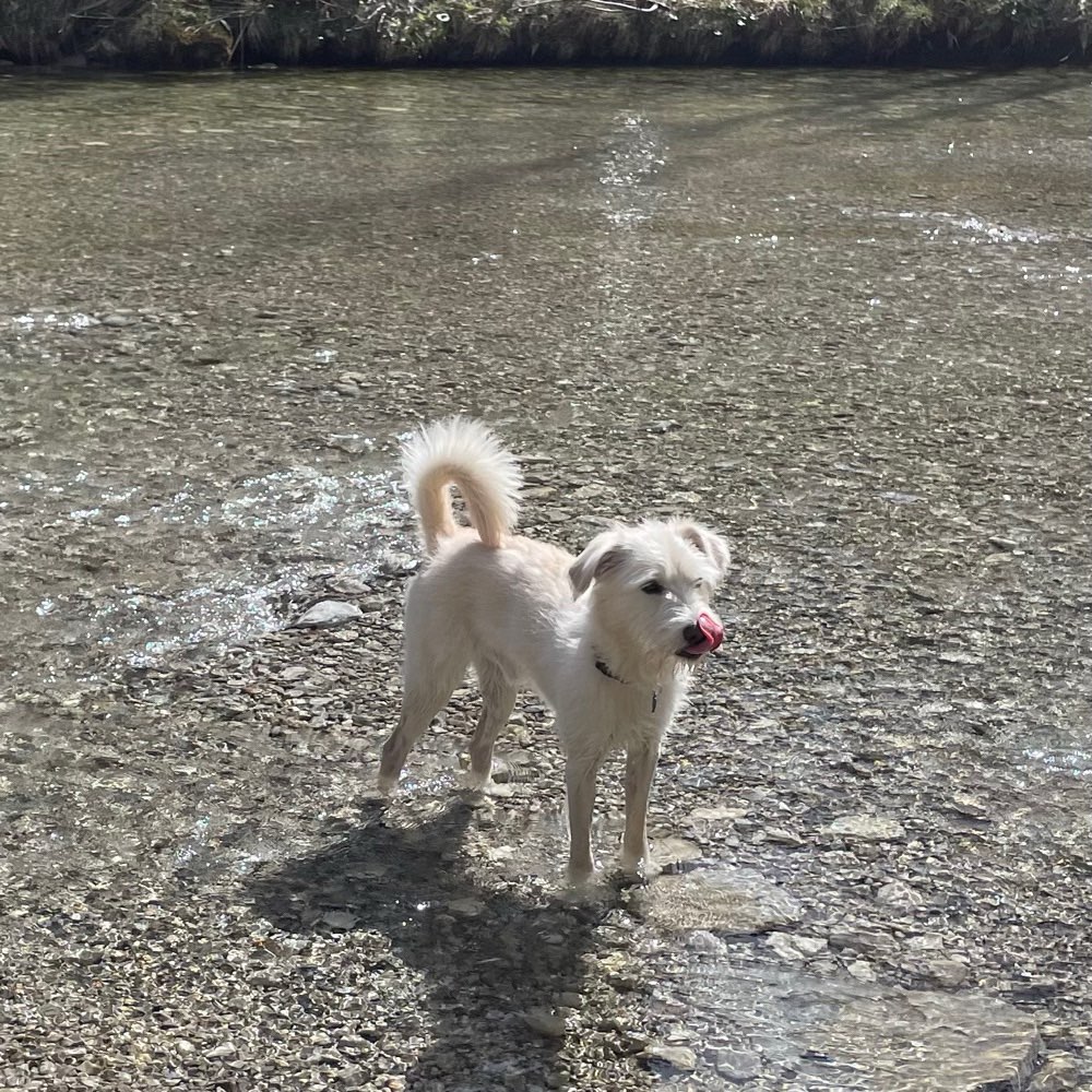 Hundetreffen-Hundetreffen in Weyarn-Profilbild