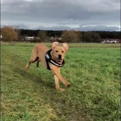 Hundetreffen-Gemeinsam Gassi gehen-Profilbild