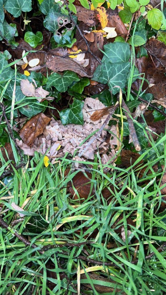 Giftköder-Potentieller Giftköder-Profilbild