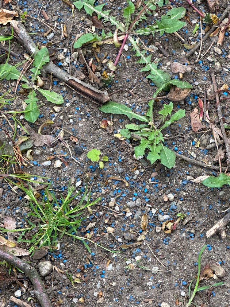 Giftköder-Möglicher Giftköder / Blaukorn-Profilbild