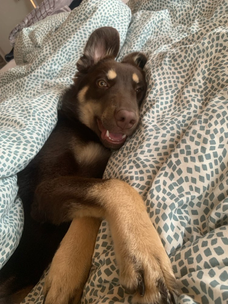 Hundetreffen-Spiel und Gassi Gefährte-Profilbild