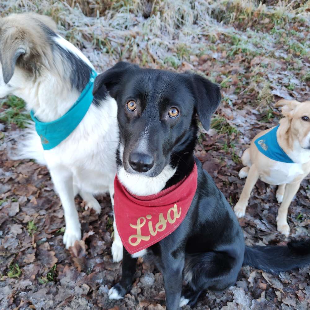 Hundetreffen-Spielrunden oder Gassi Runden oder beides zusammen-Profilbild