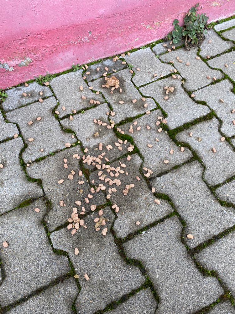 Giftköder-Futter (evtl Giftköder)-Profilbild