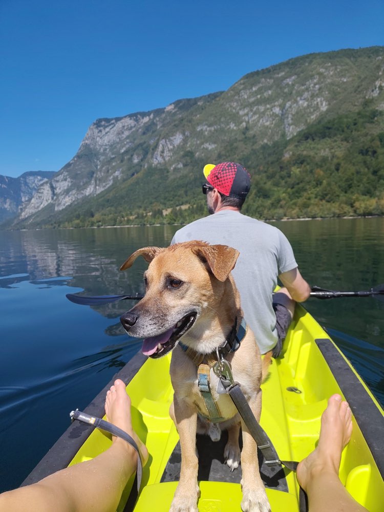 Hundetreffen-Gemeinsame Gassi Runden in Zentrum-West-Profilbild
