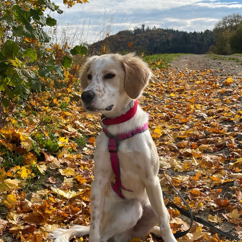 Hundetreffen-Hundekumpel(s) gesucht-Profilbild