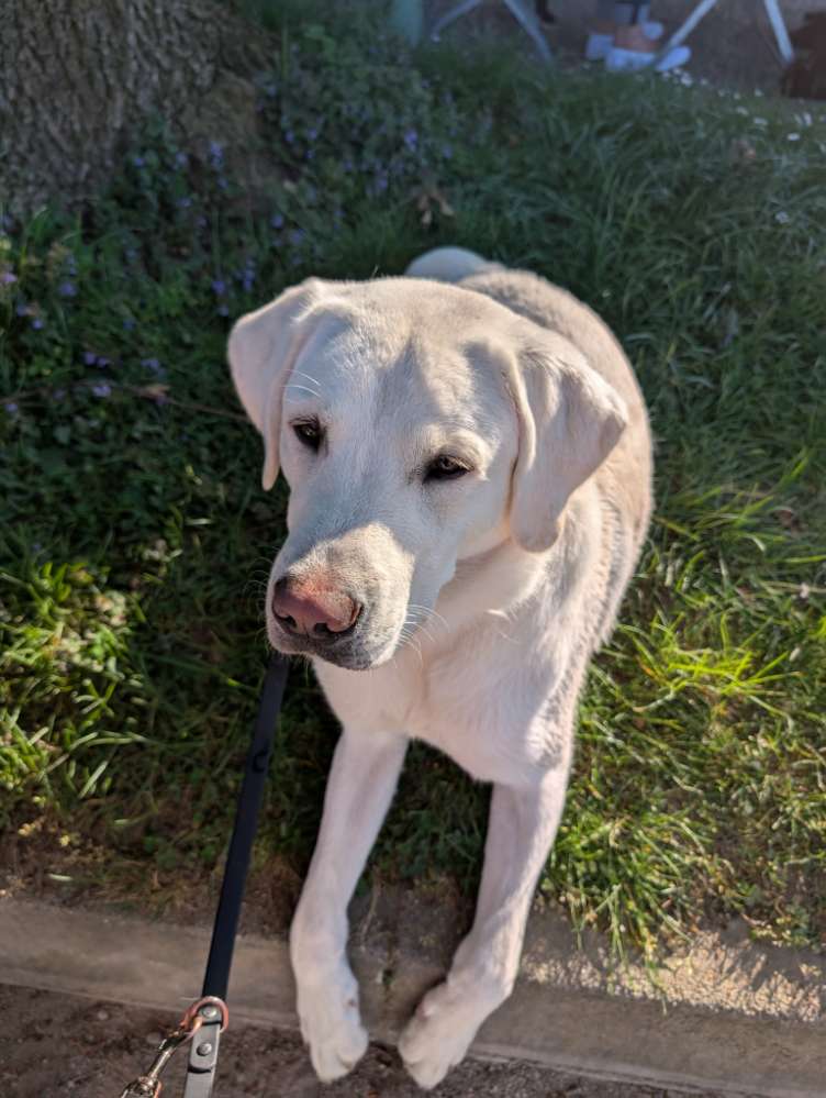 Hundetreffen-Suchen souveränen Hund zum spazieren gehen-Profilbild