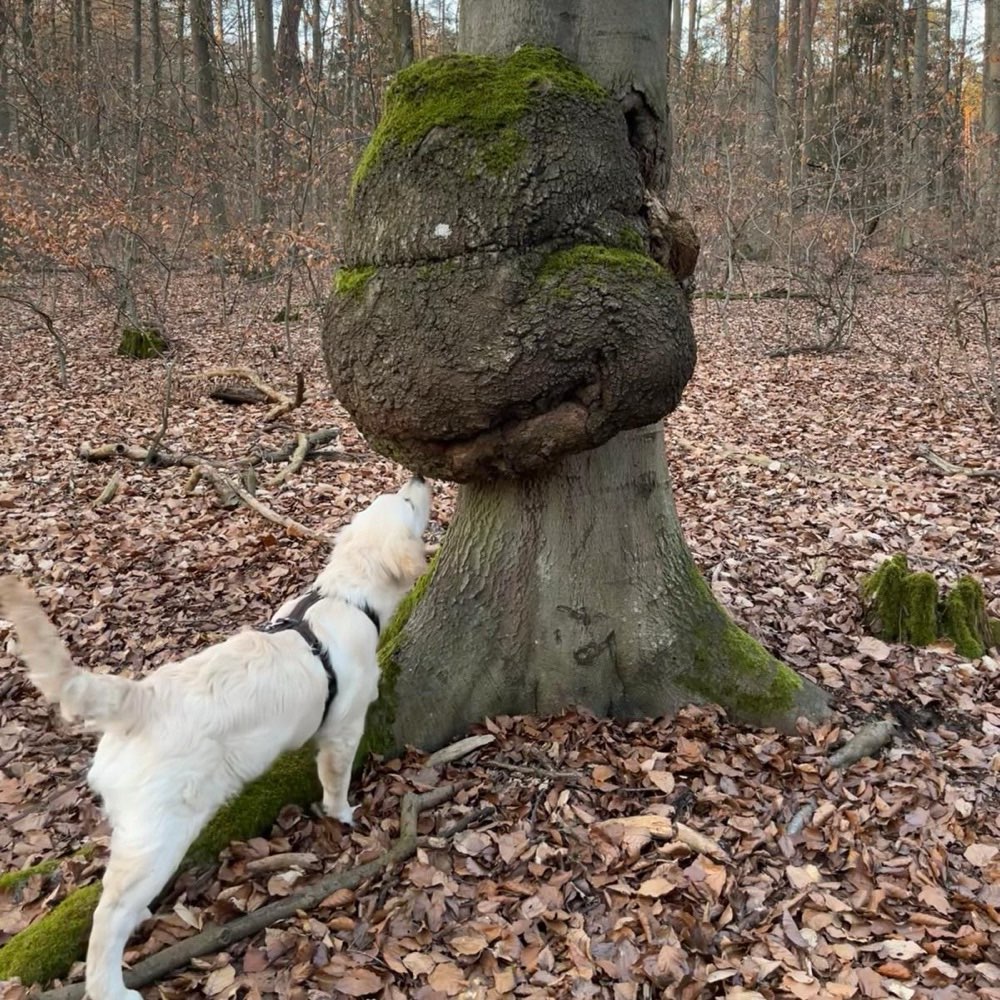 Hundetreffen-Golden Retriever Junghund sucht neue Spielgefährten!😊-Profilbild
