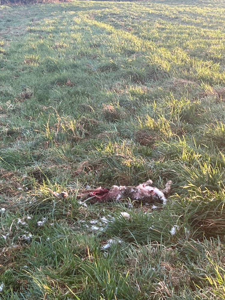 Giftköder-Toter Hase-Profilbild