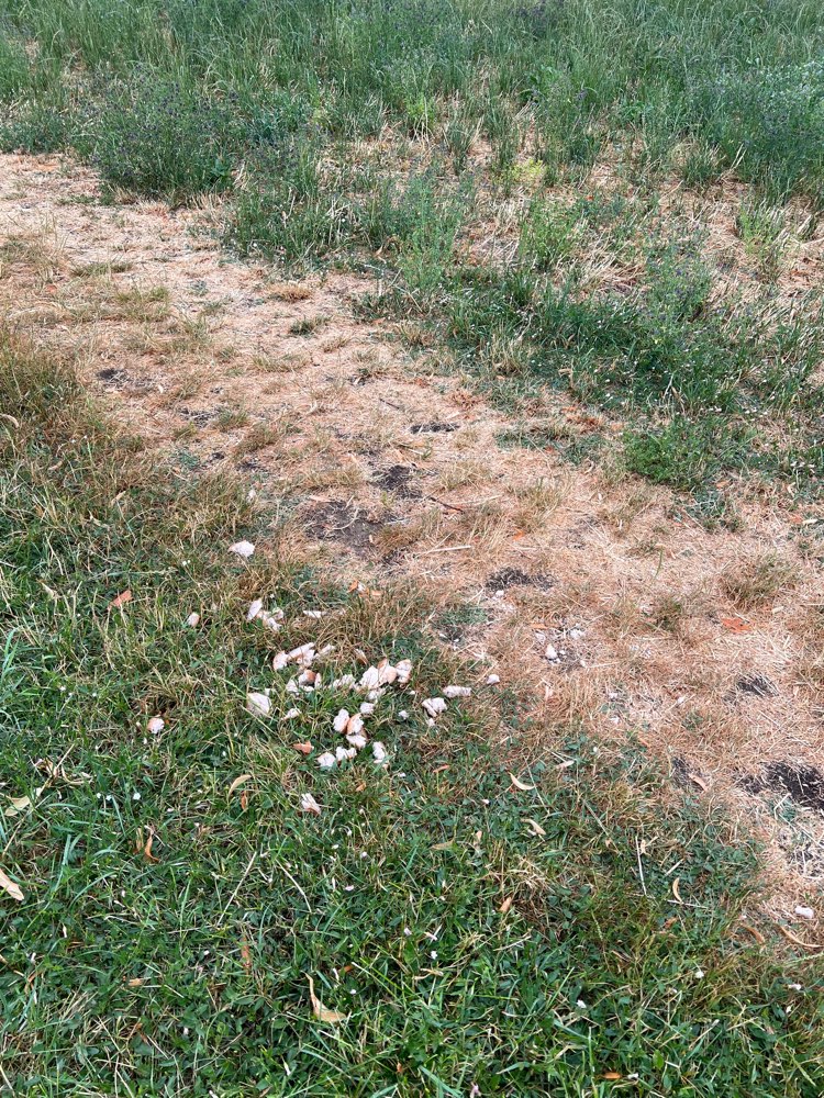 Giftköder-Achtung Verdacht auf Giftköder im PZN-Profilbild