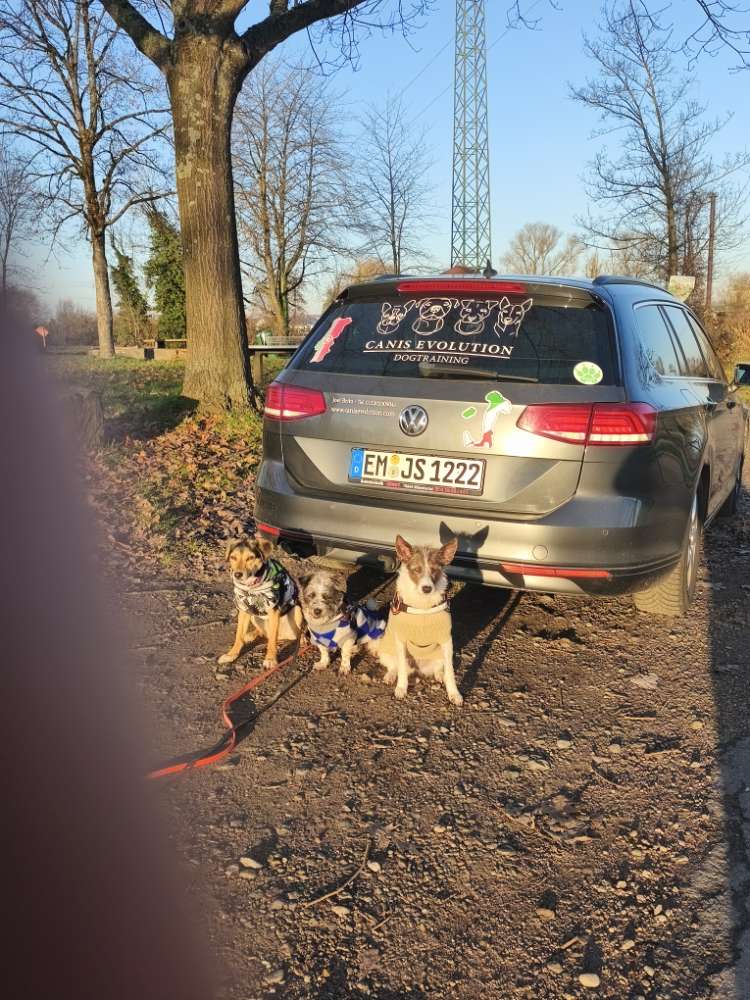 Hundetreffen-Treffen für Begleithundetraining mit anschließendem Social Walk und ausgiebiges Toben ☺️😀😊😄😉-Profilbild