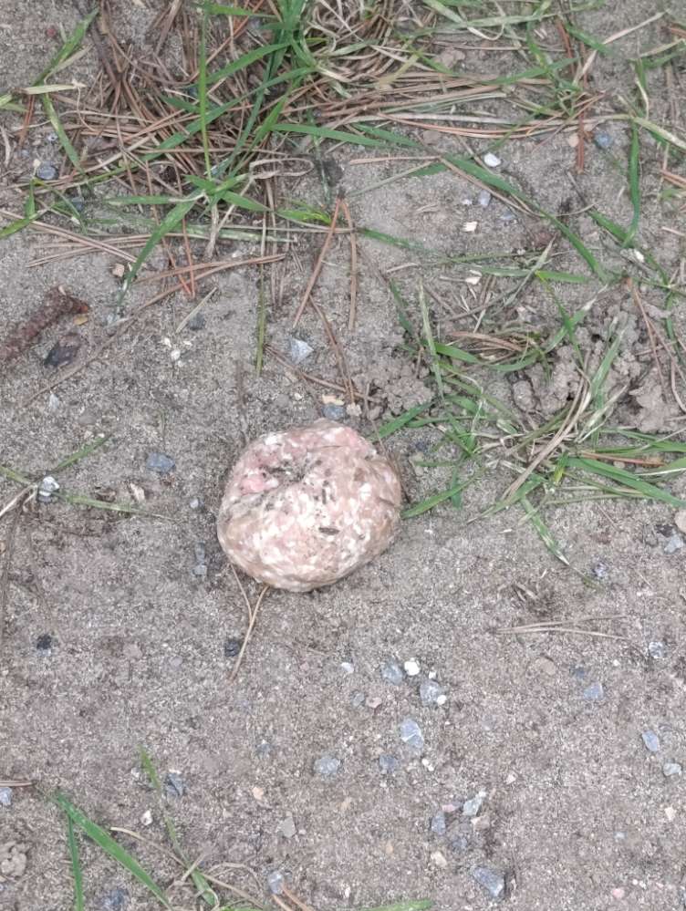 Giftköder-Vermutlich Giftköder-Profilbild