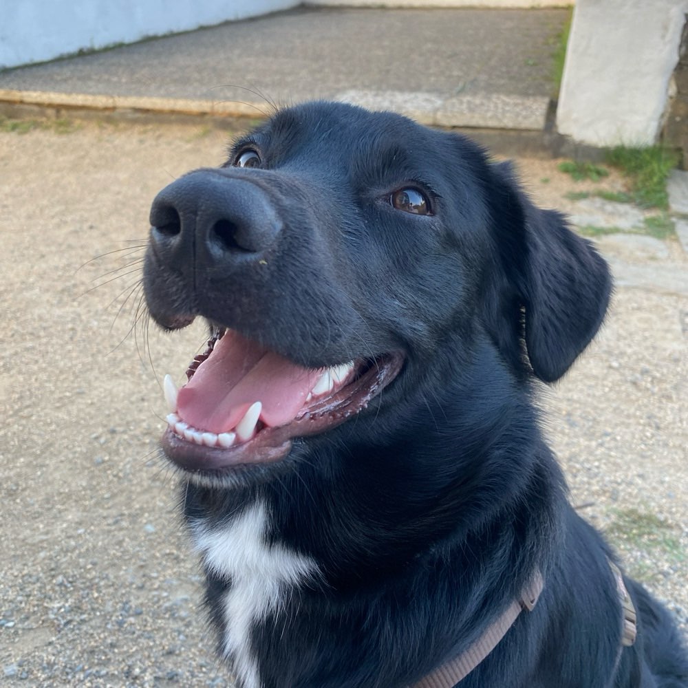 Hundetreffen-Spielfreunde gesucht-Profilbild