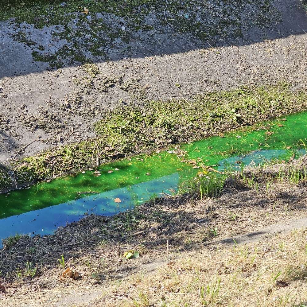 Giftköder-BLAUALGEN!!-Profilbild