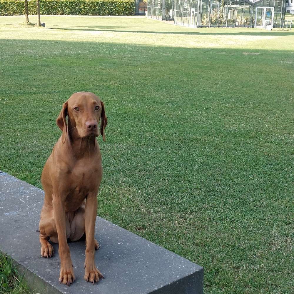 Hundetreffen-Spielrunde-Profilbild