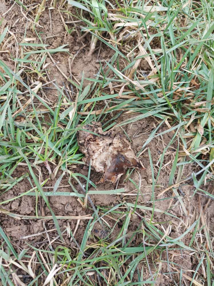 Giftköder-Mögliches Gift-Profilbild