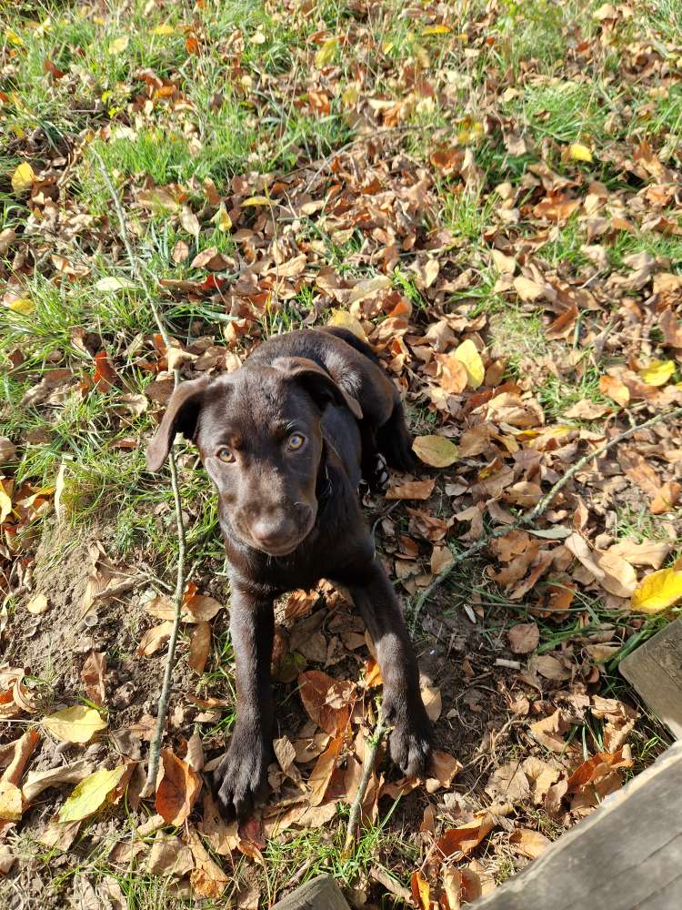 Hundetreffen-Spielrunde Camminare-Profilbild