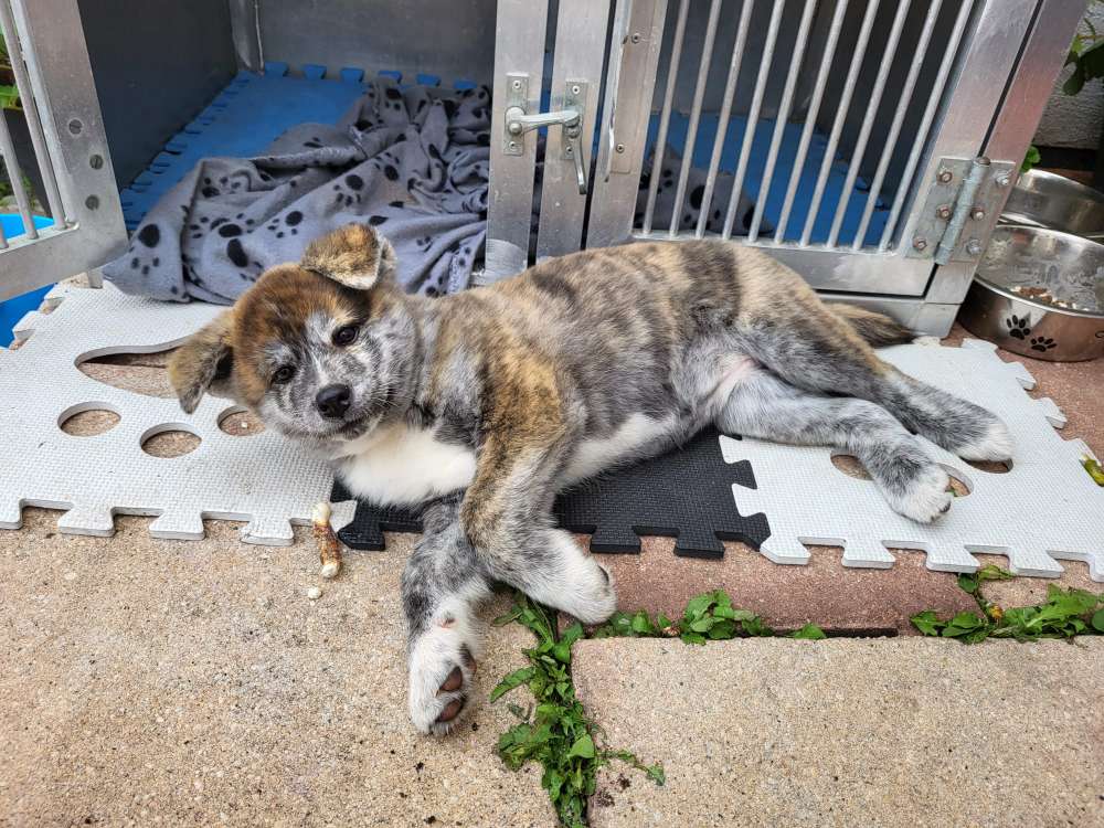 Hundetreffen-Welpentreff Bierstadt-Profilbild