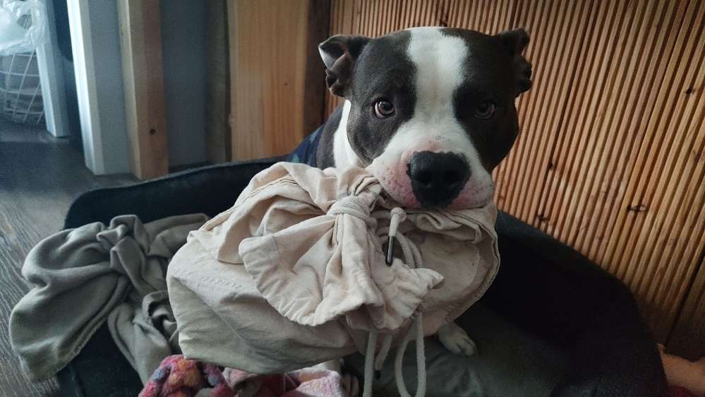 Hundetreffen-Skadi sucht Spielgefährten-Profilbild