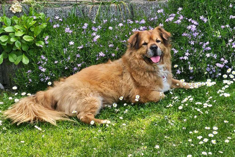 Hundetreffen-🐾 Entspannte Hundefreundschaft 🐾-Profilbild