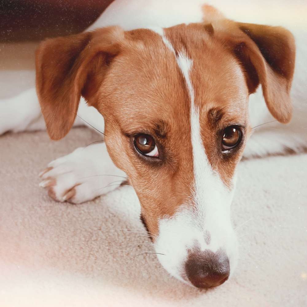 Hundetreffen-Spielen mit Daisy!-Profilbild