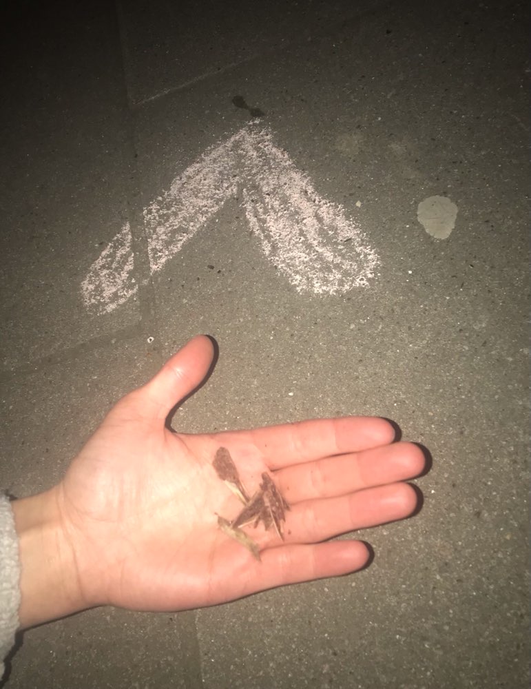 Giftköder-Spitze Knochen Teile ausgelegt-Profilbild