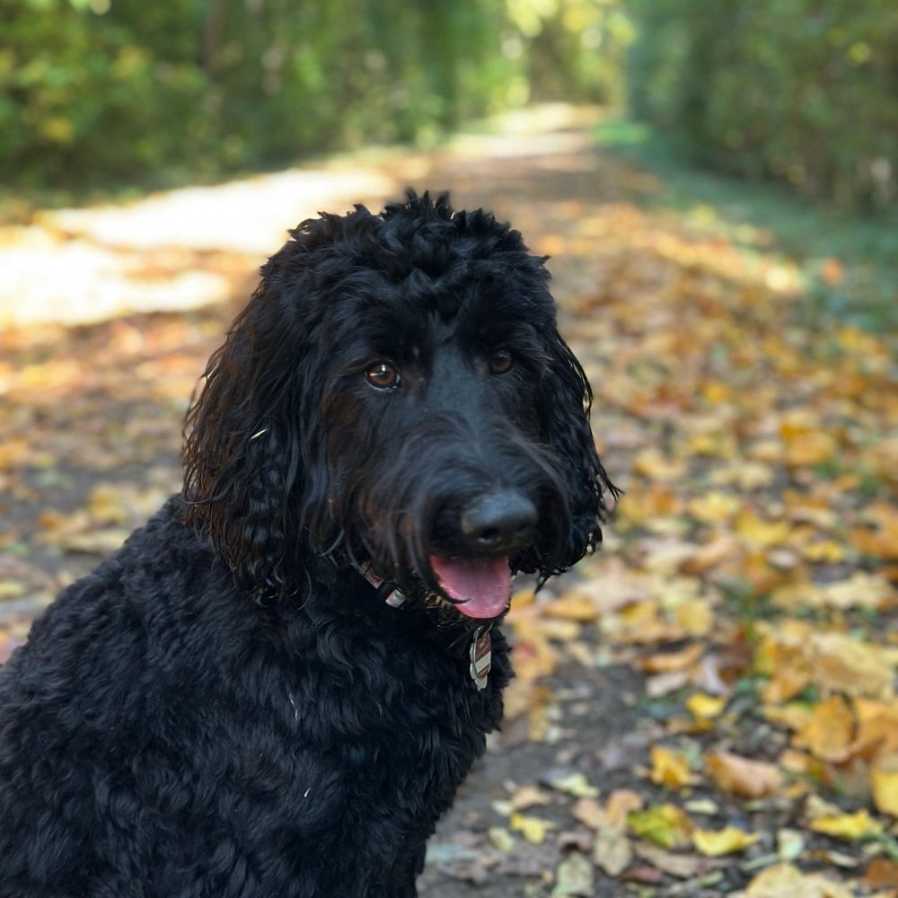 Hundetreffen-Spielrunde-Profilbild