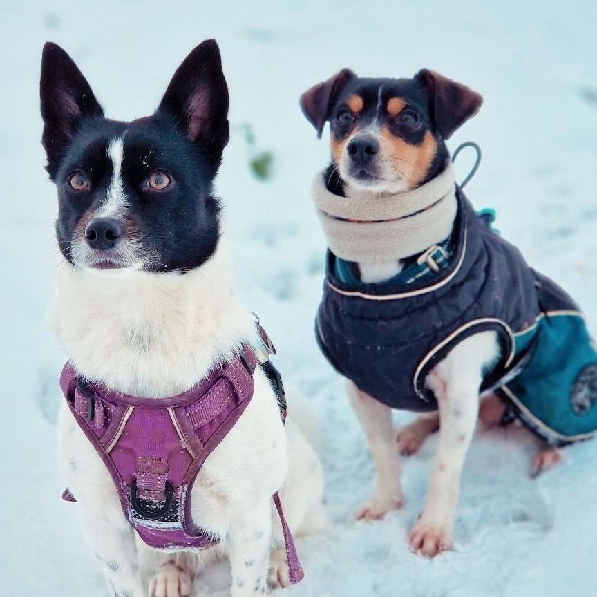 Hundetreffen-Spielkameraden gesucht-Profilbild