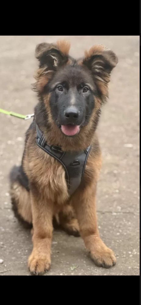 Hundetreffen-Welpentreff Winnenden /Umgebung-Profilbild