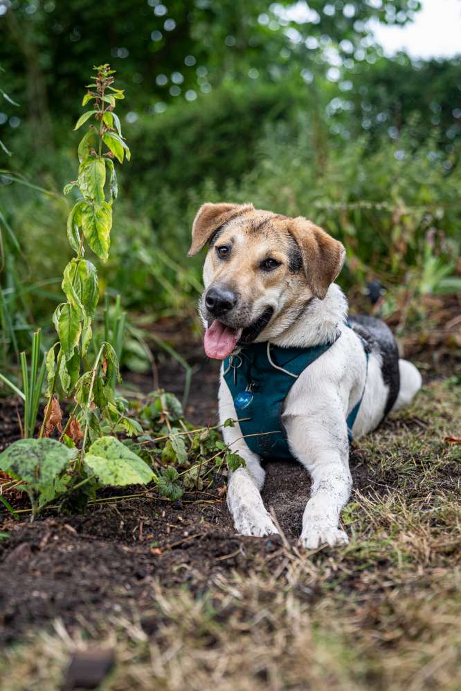 Hundetreffen-Junghünden sucht Spiel und Gassi Partner-Profilbild