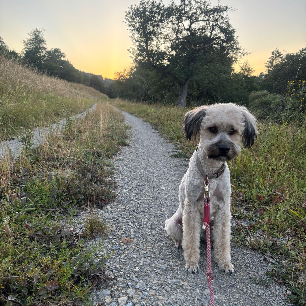 Hundetreffen-Gassi & Spielen (Innenstadt/Main/Weinberge)-Profilbild