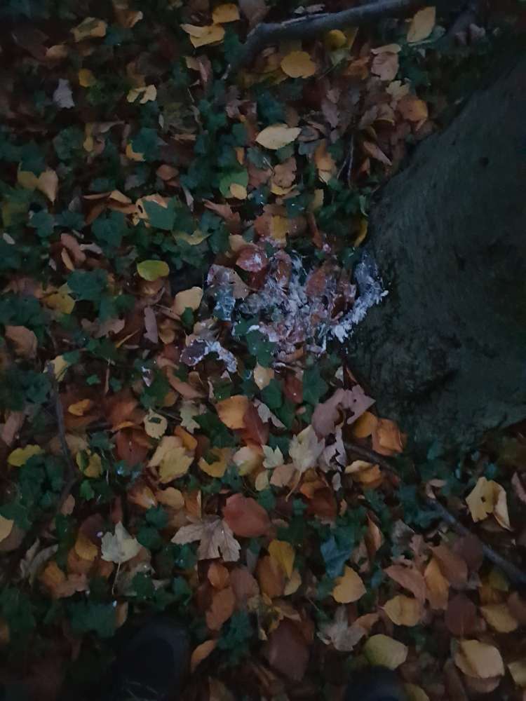 Giftköder-Verdacht auf Giftköder-Profilbild