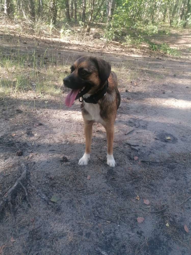 Hundetreffen-Sozialkontakt-Profilbild